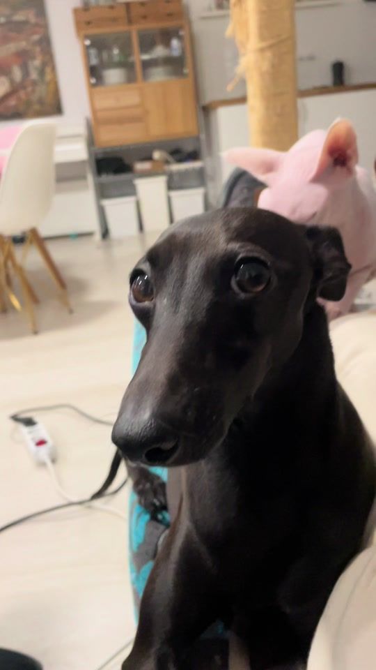 TikTok video thumbnail by nosoyuncuervo