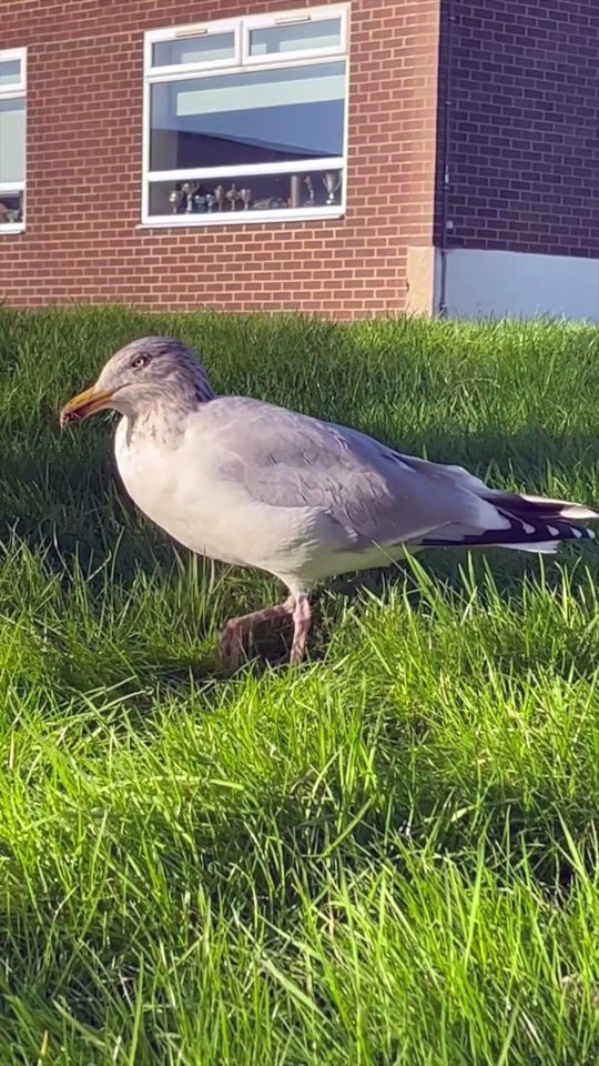 TikTok video thumbnail by archiveviral