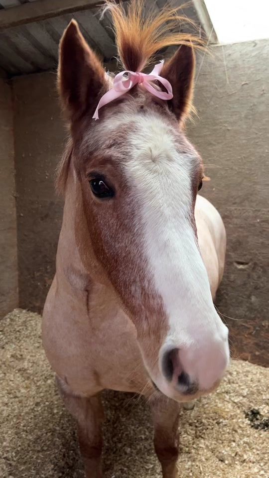 TikTok video thumbnail by hp.equine09