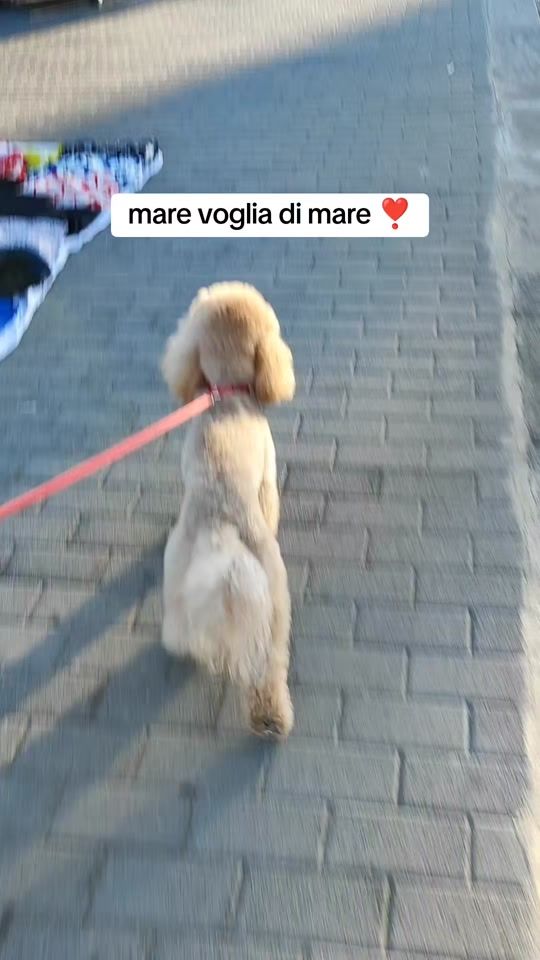 TikTok video thumbnail by miniatura1381