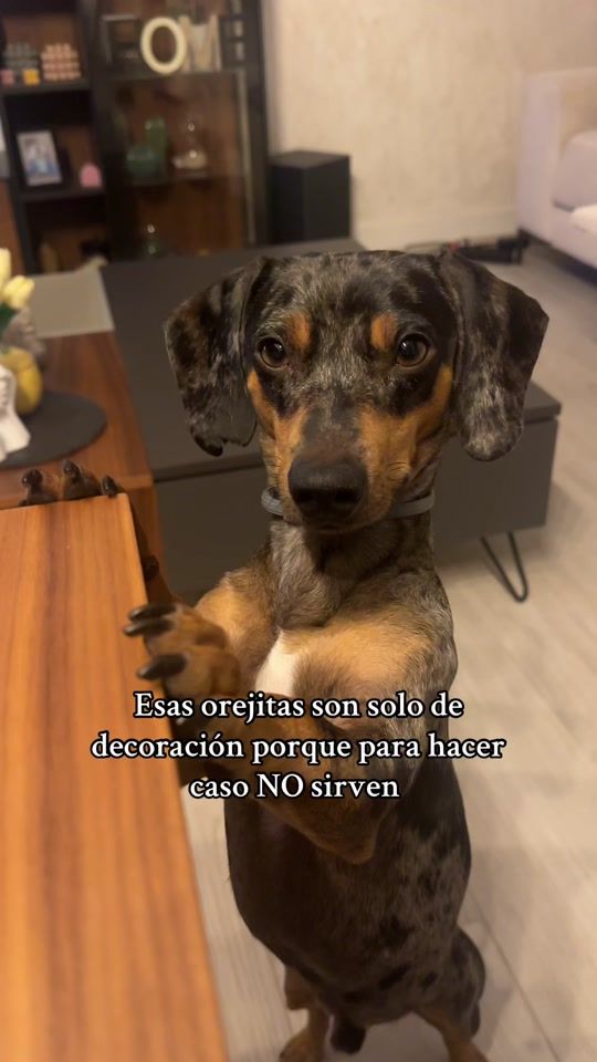 TikTok video thumbnail by romeo_theteckel