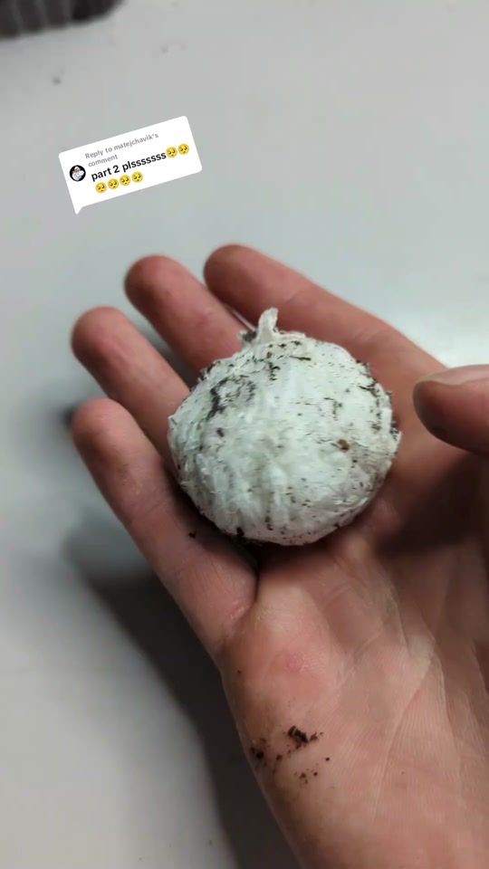 TikTok video thumbnail by tarantula.tea