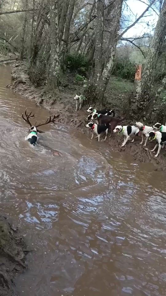 TikTok video thumbnail by andressherndz