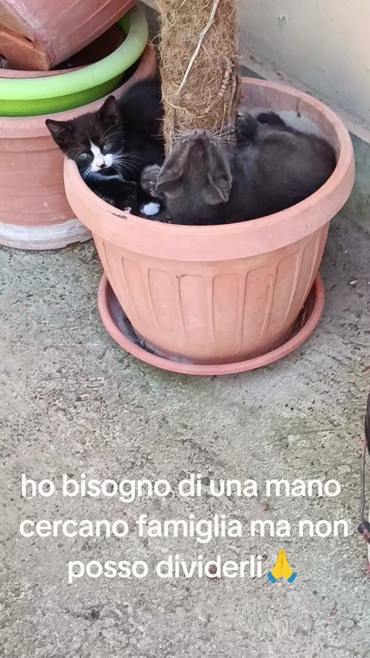 TikTok video thumbnail by mariangela_russo