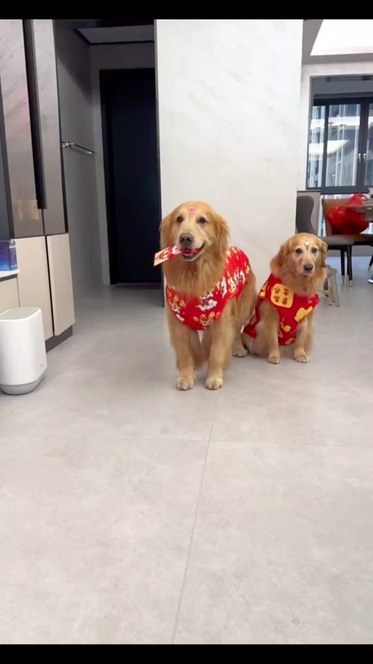 TikTok video thumbnail by dogcute_01