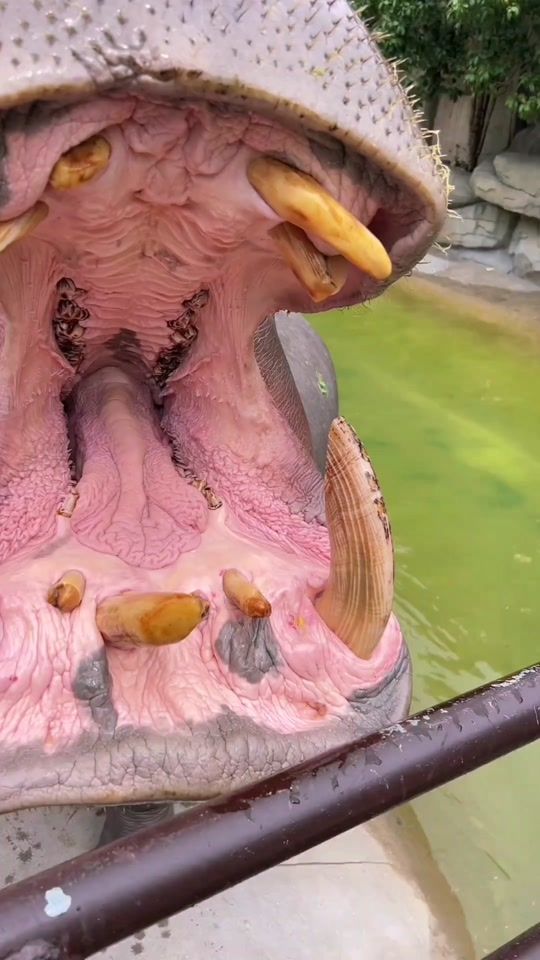 TikTok video thumbnail by petfeedings