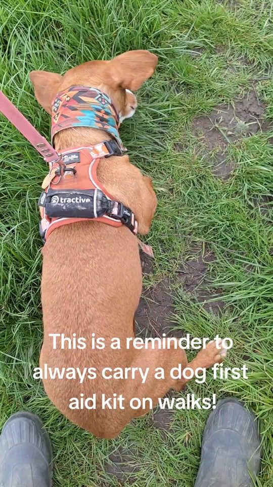 TikTok video thumbnail by picklepod_adventures