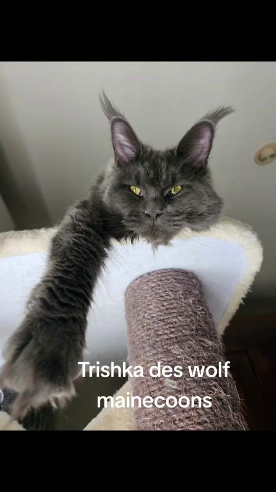 TikTok video thumbnail by chatteriewolfmain