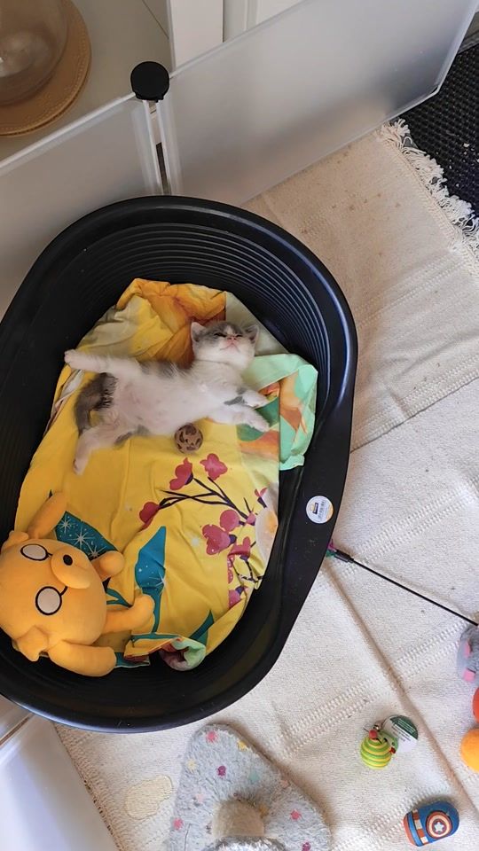 TikTok video thumbnail by batuffolandcattery