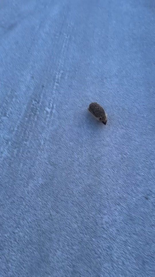 TikTok video thumbnail by sansaare