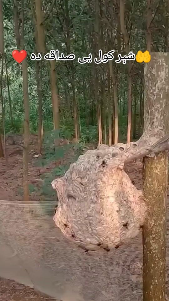TikTok video thumbnail by irfanullahsamsoor17