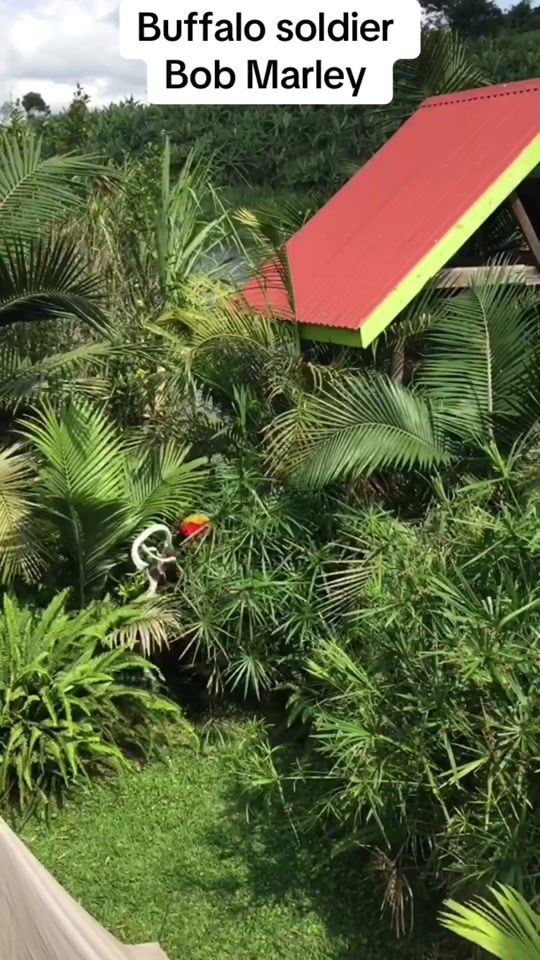 TikTok video thumbnail by rastamystic