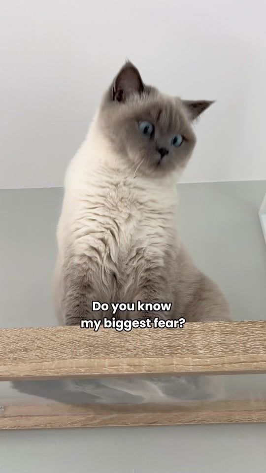 TikTok video thumbnail by frida.garfield