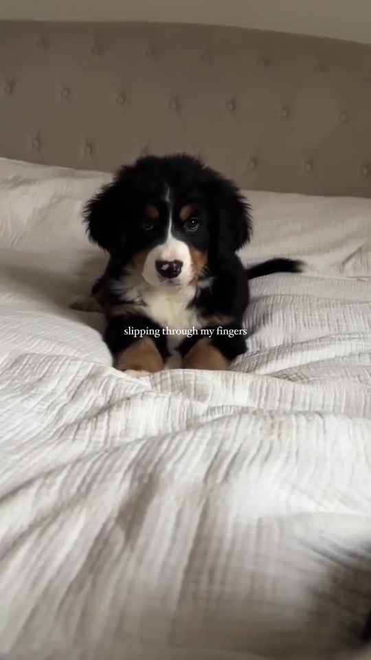 TikTok video thumbnail by bernese_sansa