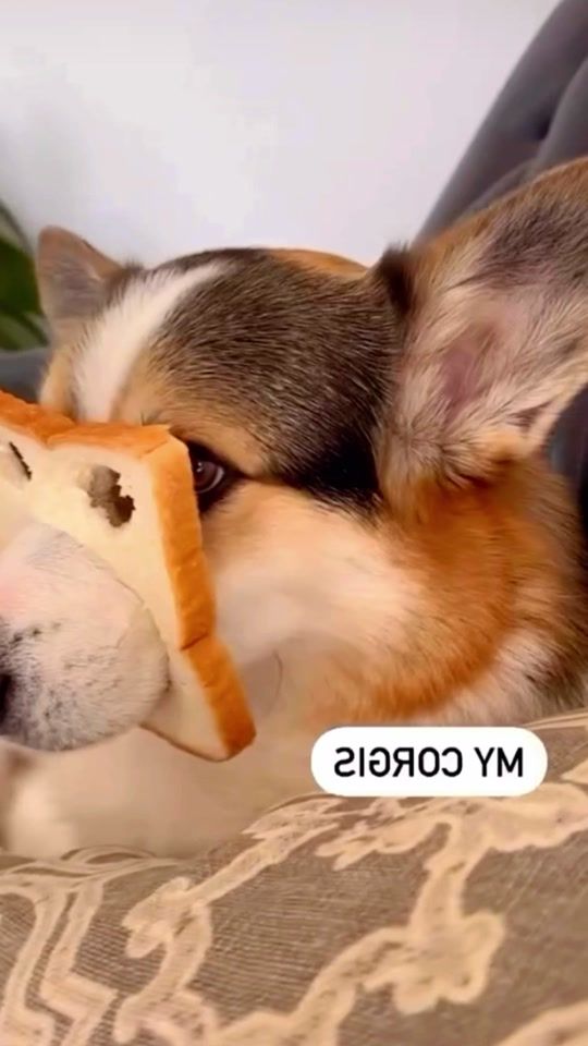 TikTok video thumbnail by animauxdrolees