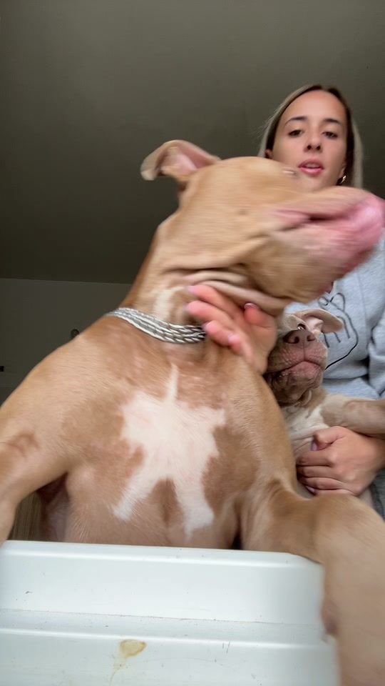 TikTok video thumbnail by bully.ghost.athena11