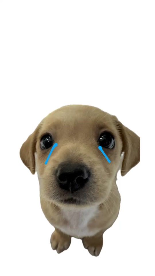 TikTok video thumbnail by animalitoscanciones