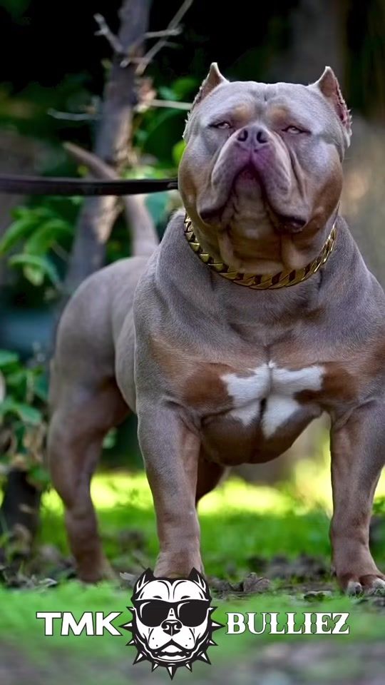 TikTok video thumbnail by dogslovers165