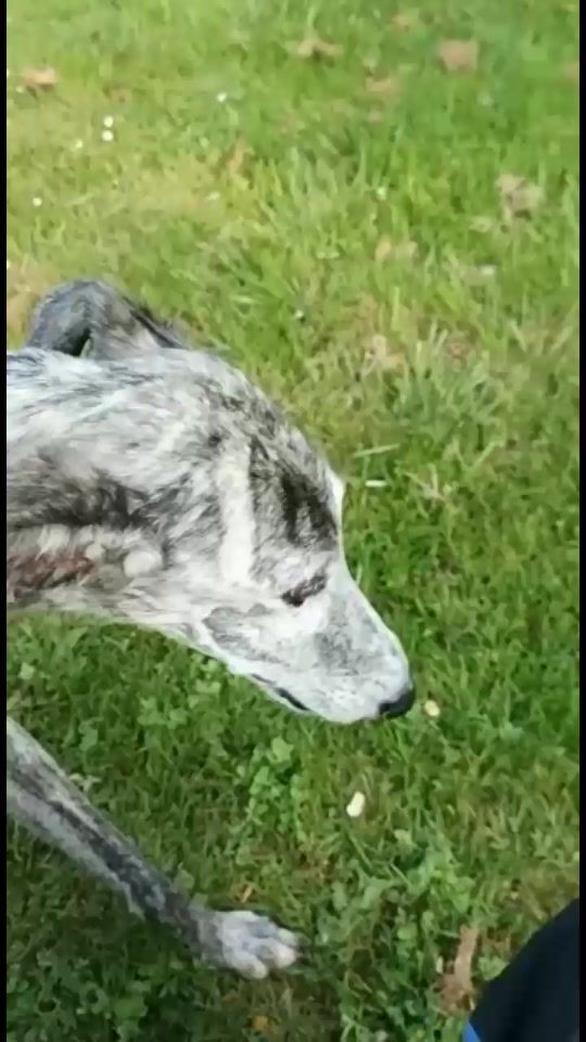 TikTok video thumbnail by eguzxol