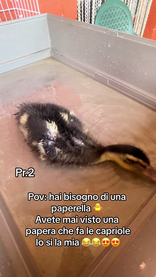 TikTok video thumbnail by concy1926