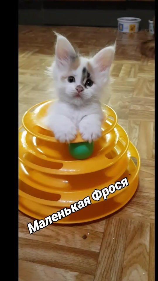 TikTok video thumbnail by iris10037