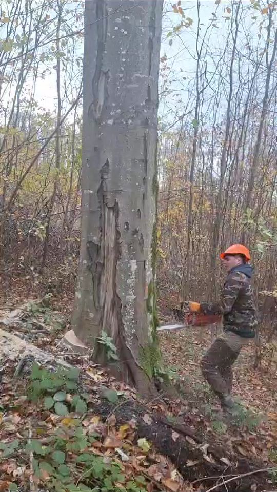 TikTok video thumbnail by denisboalafemeilor