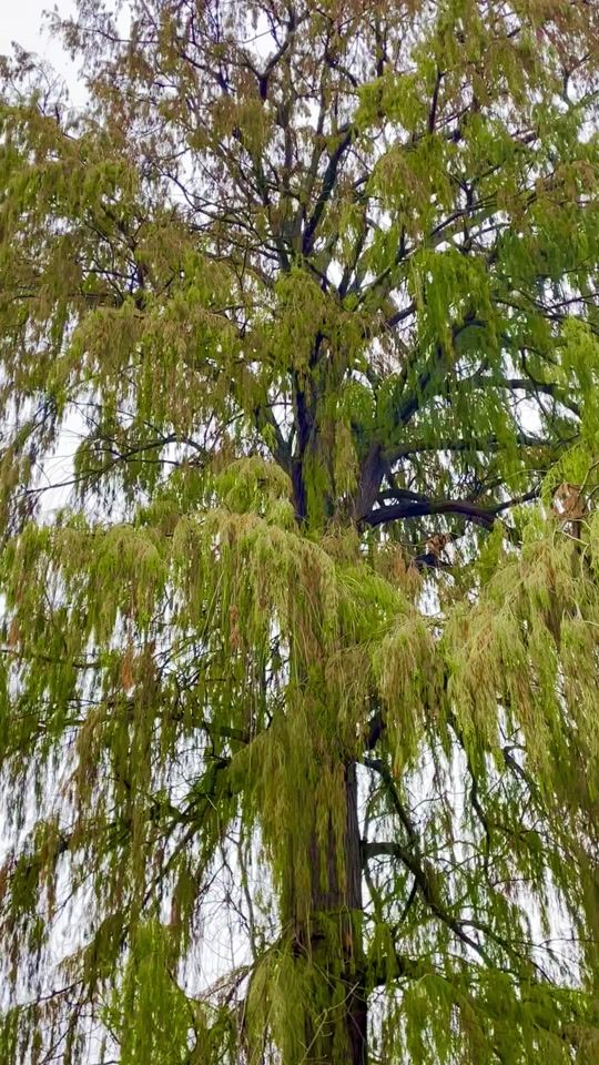 TikTok video thumbnail by cha2ourmazen