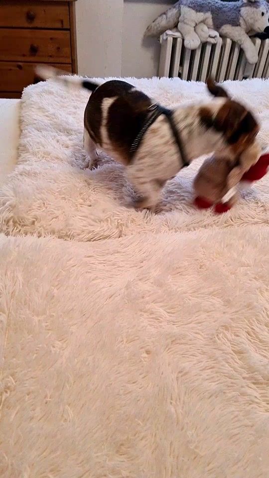 TikTok video thumbnail by bellalein0