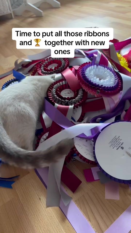 TikTok video thumbnail by birgitadler