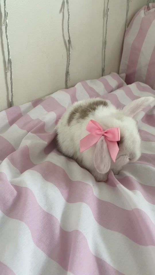 TikTok video thumbnail by thelittlebunnyshed