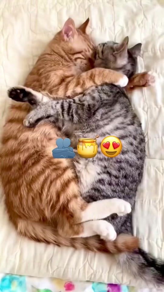 TikTok video thumbnail by yaara818