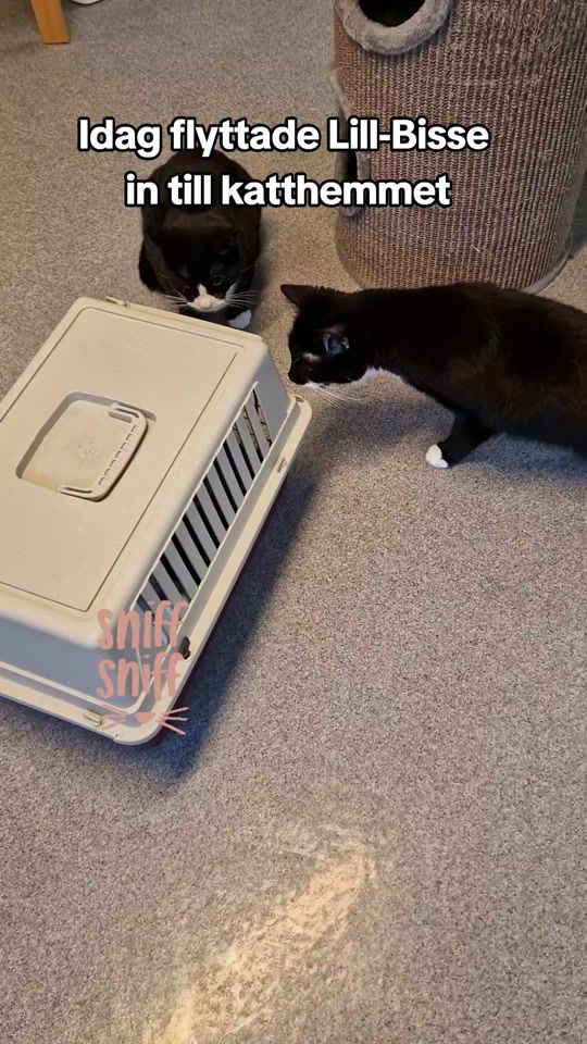 TikTok video thumbnail by orebro_katthem