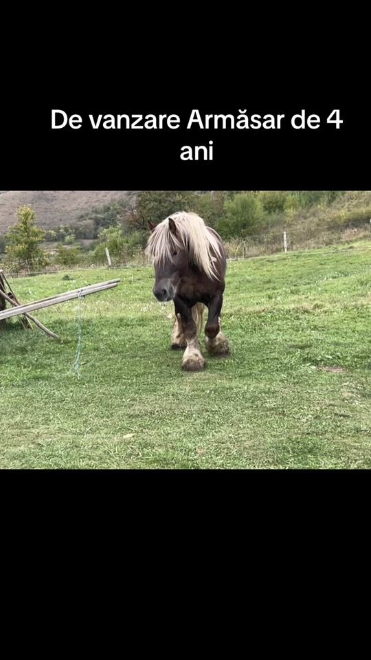 TikTok video thumbnail by florinirimies1