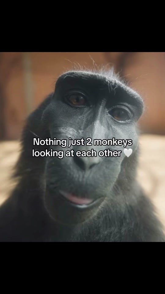 TikTok video thumbnail by monkey.lover01
