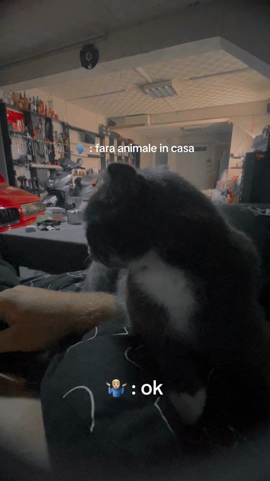 TikTok video thumbnail by svencalin1