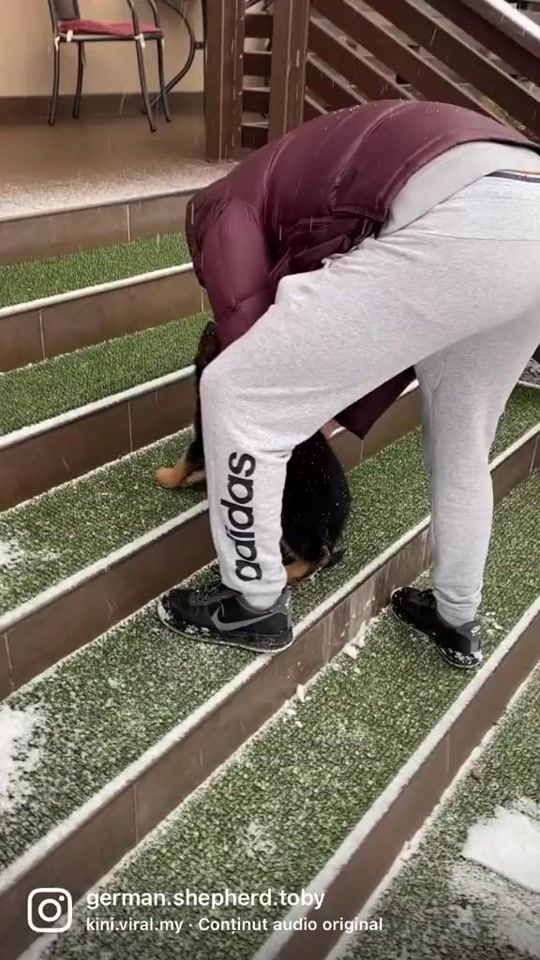 TikTok video thumbnail by german.shepherd77