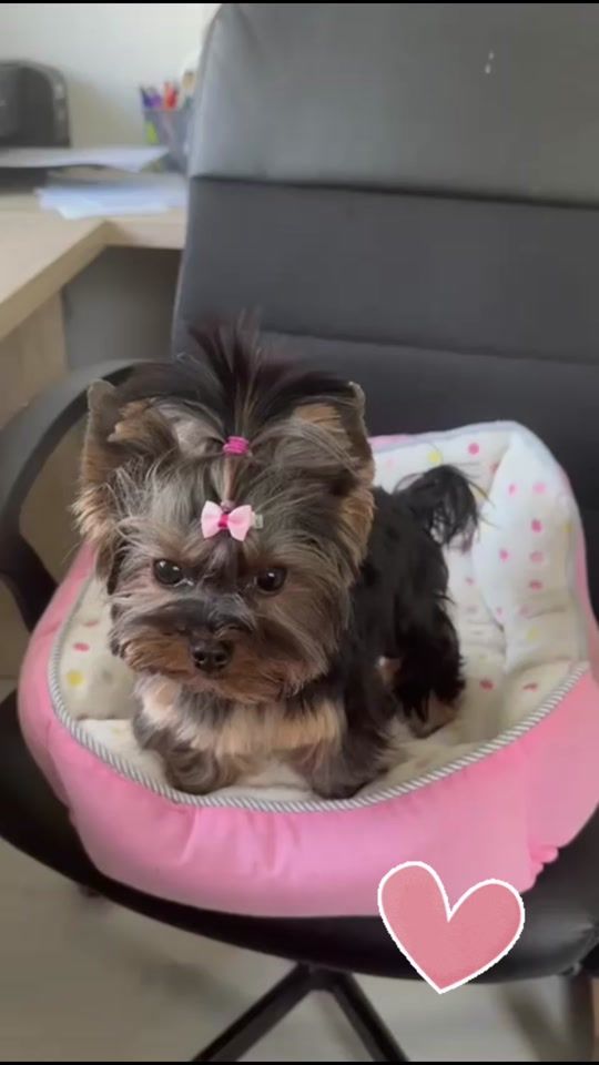 TikTok video thumbnail by york_lala