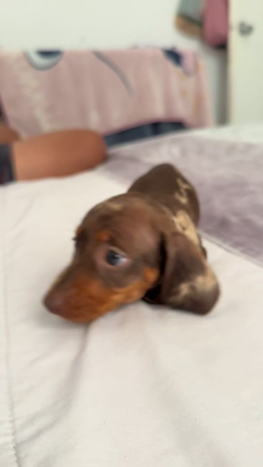 TikTok video thumbnail by teckel.de.chipiona