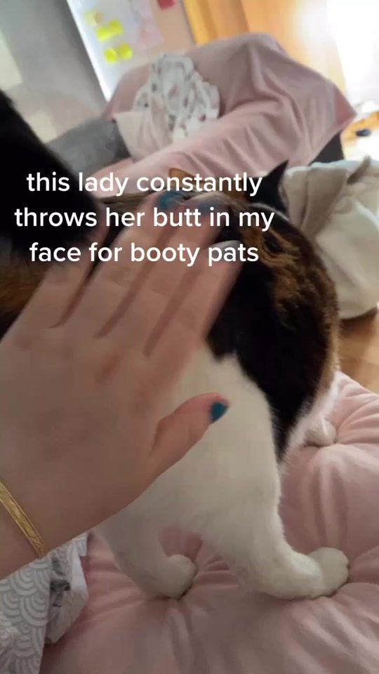 TikTok video thumbnail by chonkycookiee