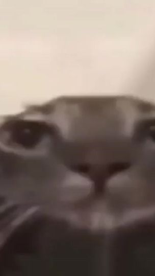 TikTok video thumbnail by thatduck_0