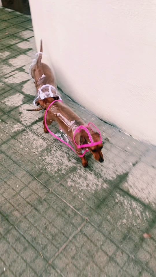 TikTok video thumbnail by oscargilda