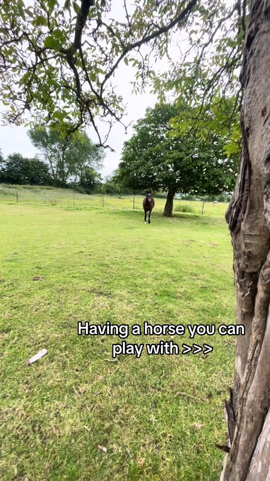 TikTok video thumbnail by laceylodder_eventing
