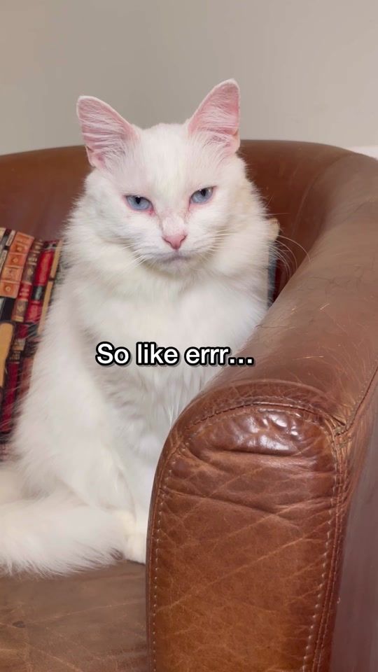 TikTok video thumbnail by poppy_the_house_kitty