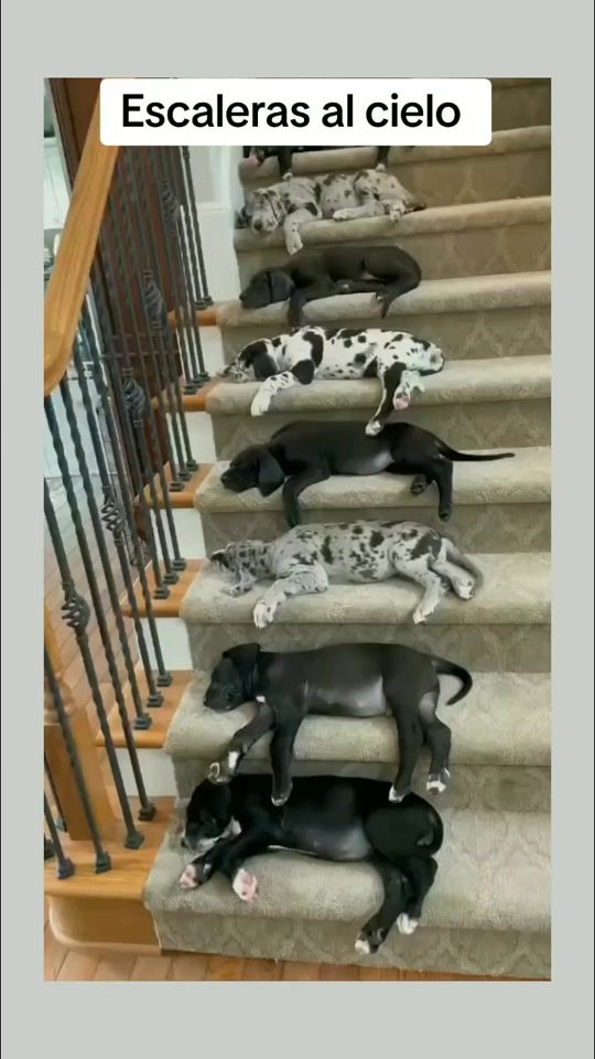 TikTok video thumbnail by animales.gracioso