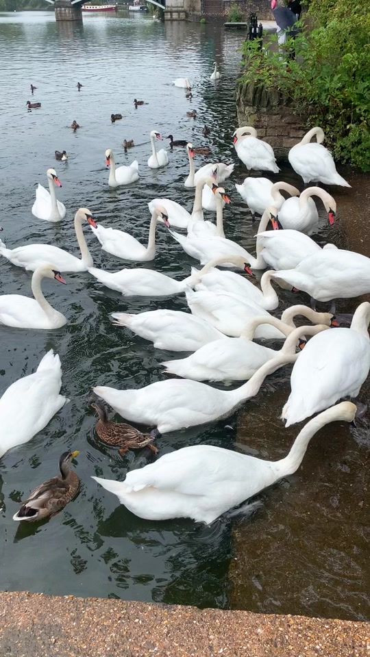 TikTok video thumbnail by tombiggstraining