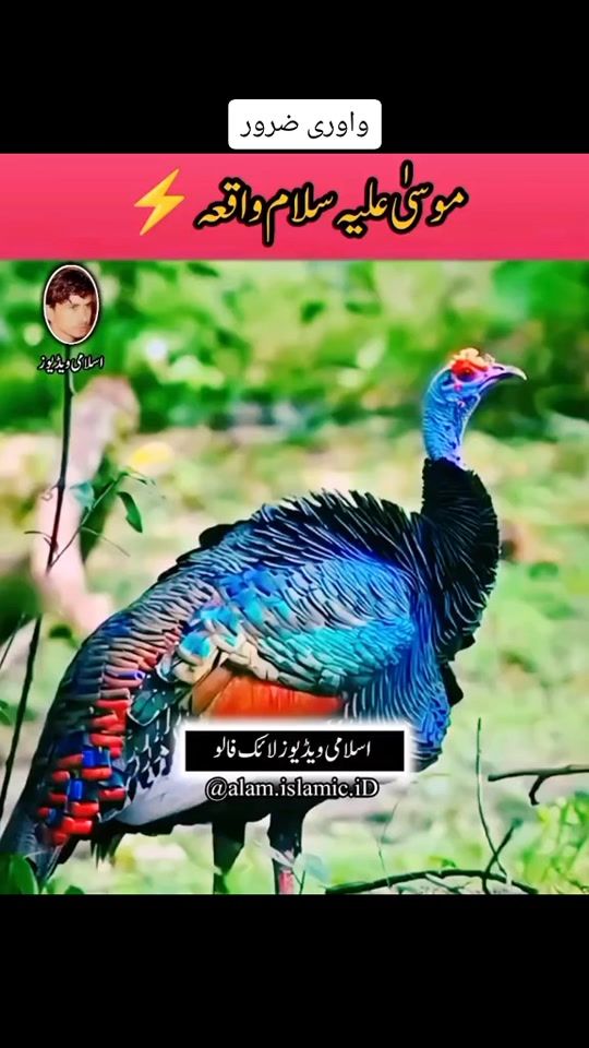 TikTok video thumbnail by noorgull1786