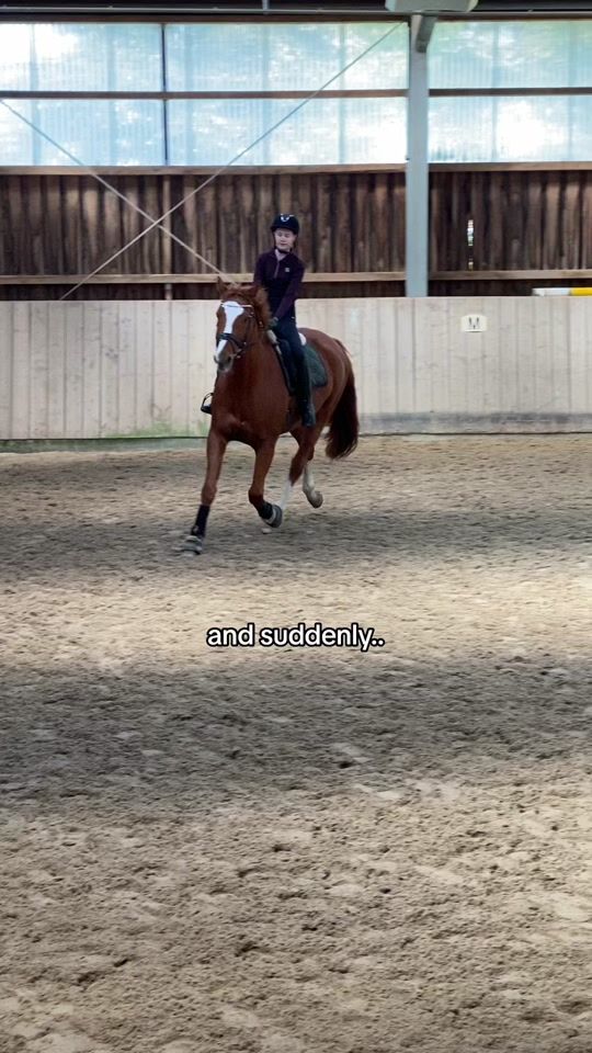 TikTok video thumbnail by trakehner_orlando