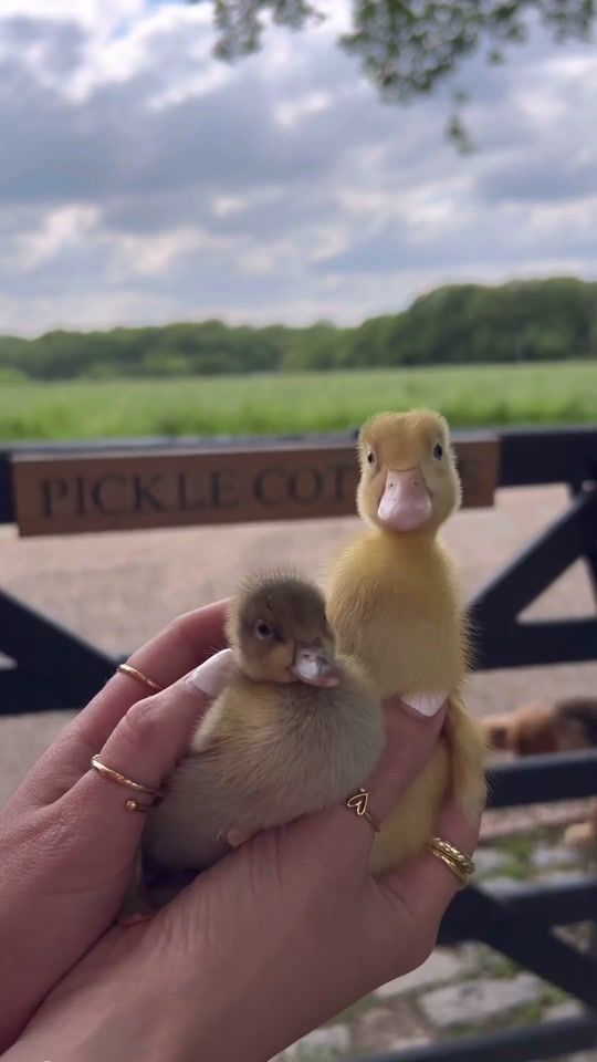 TikTok video thumbnail by staceysolomon