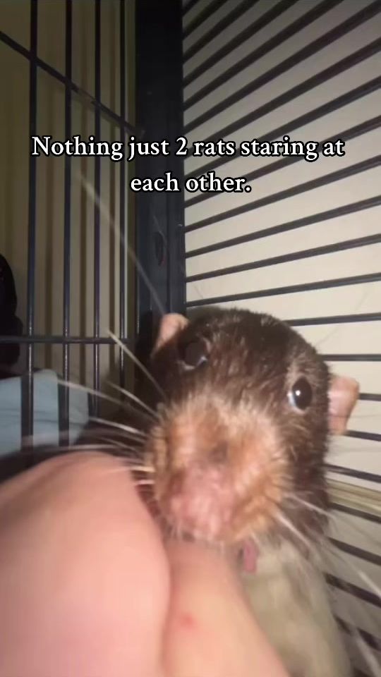 TikTok video thumbnail by .ratsoftiktok