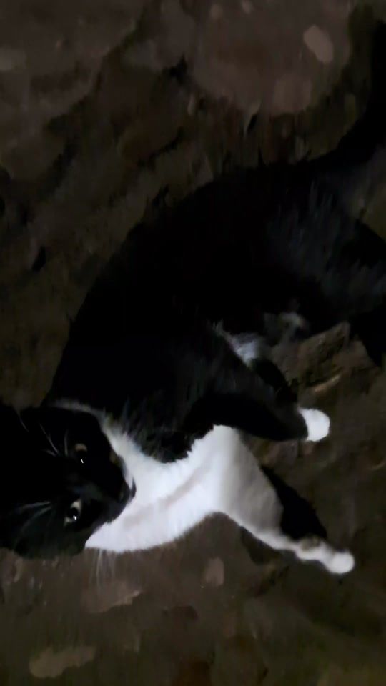 TikTok video thumbnail by khade244